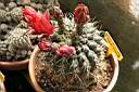 GYMNOCALYCIUM GIBBOSUM_FIORI.jpg